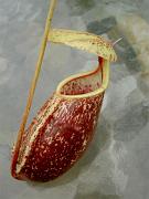 Nepenthes rafflesiana x sibuyanensis 2